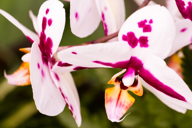 Cerca de coloridas plantas de orquídeas en flor.