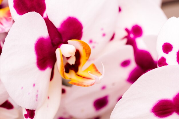 Foto cerca de coloridas plantas de orquídeas en flor.