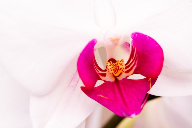 Cerca de coloridas plantas de orquídeas en flor.