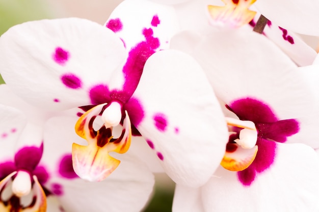 Cerca de coloridas plantas de orquídeas en flor.