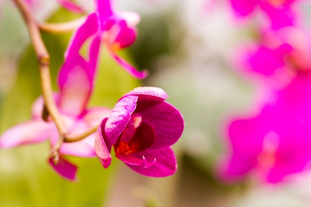 Cerca de coloridas plantas de orquídeas en flor.