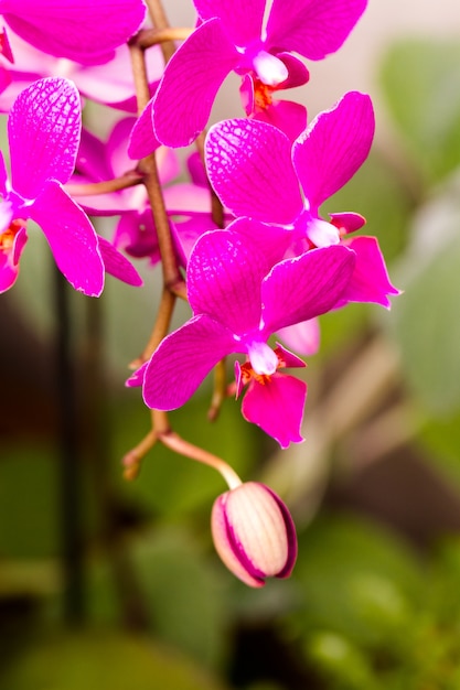 Cerca de coloridas plantas de orquídeas en flor.