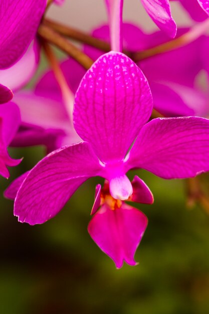 Cerca de coloridas plantas de orquídeas en flor.