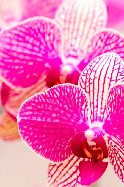 Foto cerca de coloridas plantas de orquídeas en flor.