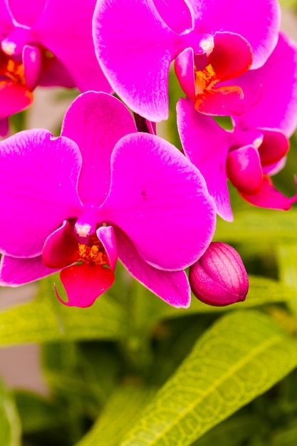 Cerca de coloridas plantas de orquídeas en flor.