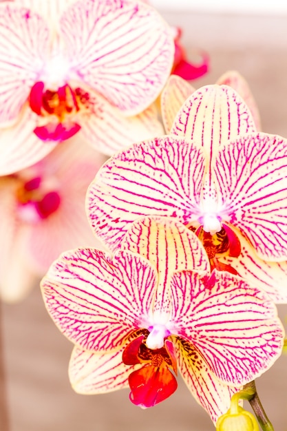 Cerca de coloridas plantas de orquídeas en flor.