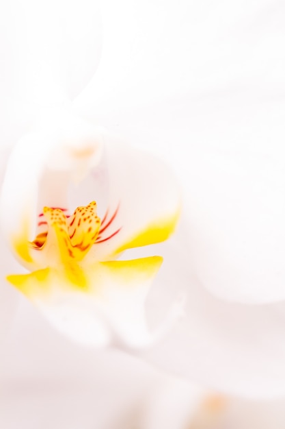 Cerca de coloridas plantas de orquídeas en flor.