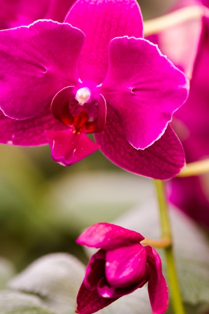 Cerca de coloridas plantas de orquídeas en flor.