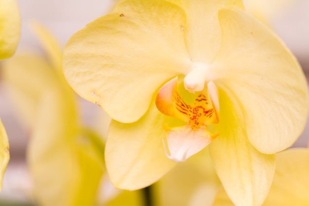 Cerca de coloridas plantas de orquídeas en flor.