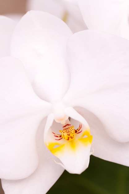 Cerca de coloridas plantas de orquídeas en flor.