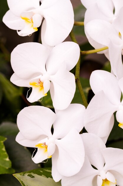 Foto cerca de coloridas plantas de orquídeas en flor.