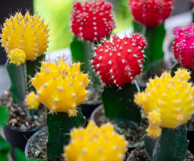 Foto de cerca colorido de cactus