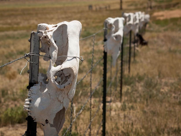 Cerca com crânios de vaca ao redor do rancho ocidental.