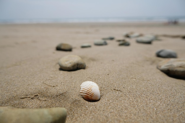 Cerca de la concha en la playa de arena con fondo de mar y cielo