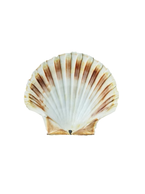 Cerca de conchas marinas aislado sobre fondo blanco.