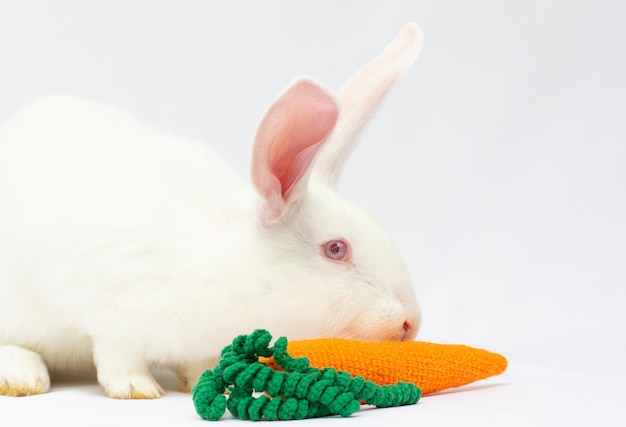 Cerca de un conejo blanco comiendo una zanahoria