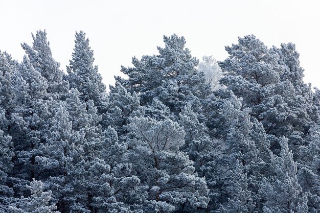 Cerca de copas cubiertas de nieve de abetos bajo la nieve contra el fondo