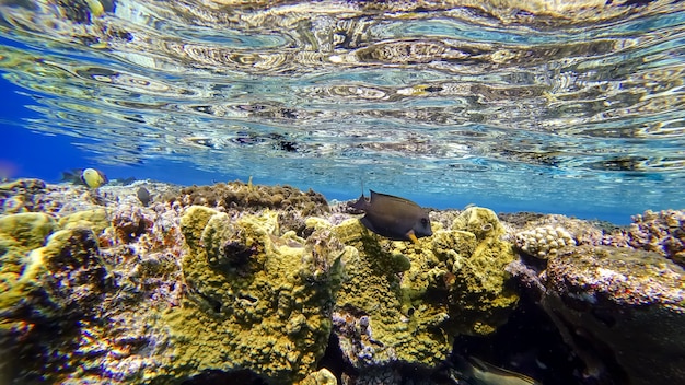 Cerca del coral en la superficie misma del mar, los peces nadan en busca de alimento.