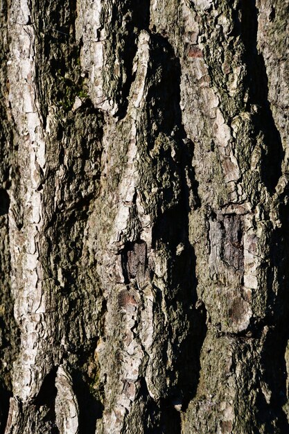 De cerca. La corteza de un árbol viejo. Fondo, textura de corteza de árbol.