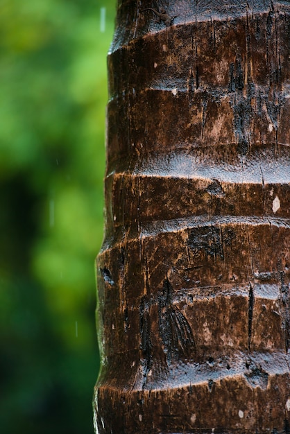 Cerca de la corteza de una palmera, patrón de textura de fondo. Bajo la lluvia.