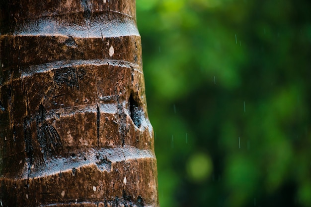 Cerca de la corteza de una palmera, patrón de textura de fondo. Bajo la lluvia.