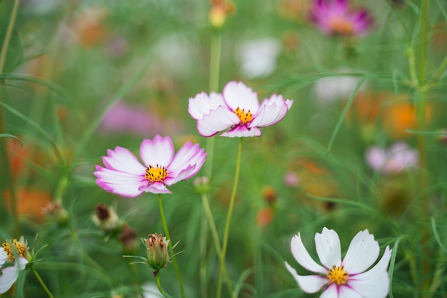 Cerca de cosmos flores en el jardín