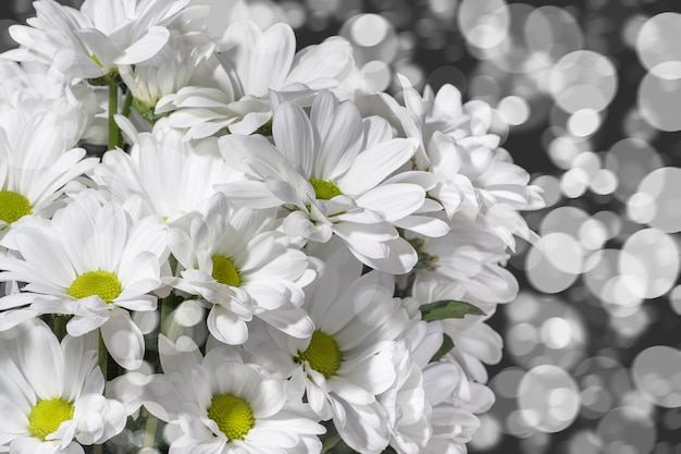 Cerca de crisantemos blancos fondo copia espacio fondo floral