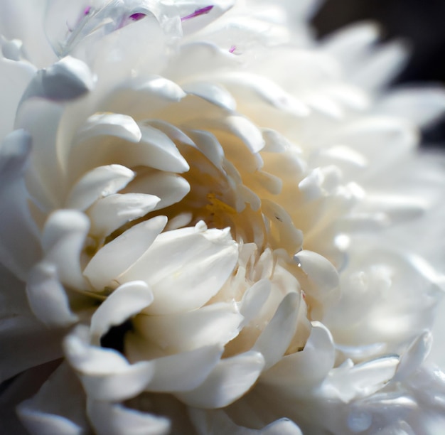 Cerca de crisantemos blancos con múltiples pétalos sobre fondo negro