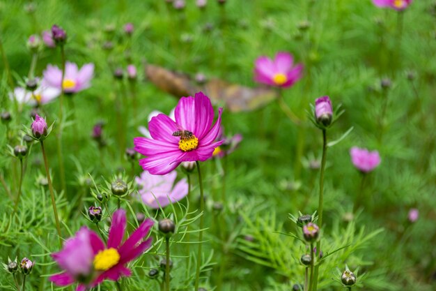 Cerca de crisantemos persas de varios colores que florecen en la hierba