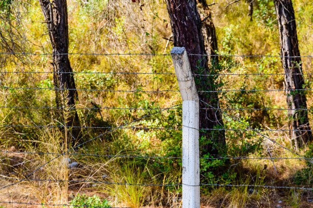 Cerca de arame farpado enferrujado na floresta