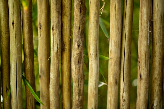 Cerca de bambu natural, fundo