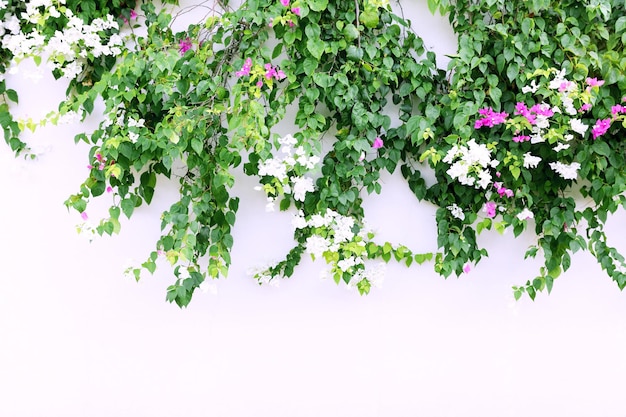 Cerca de flores frescas na rua