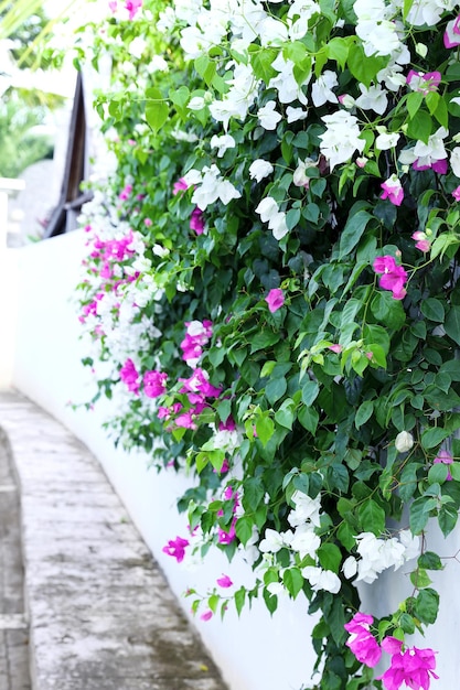 Cerca de flores frescas na rua