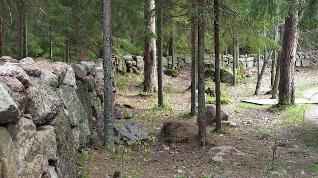 Cerca de granito passando pela floresta, parque Monrepo. Vyborg, região de Leningrado, Rússia.