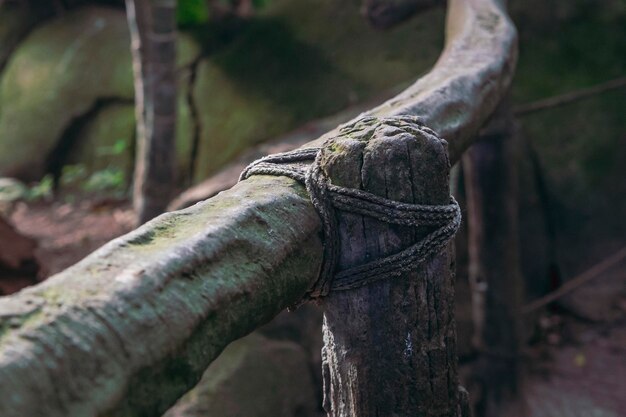 Cerca de madeira antiga construída por tribos na selva