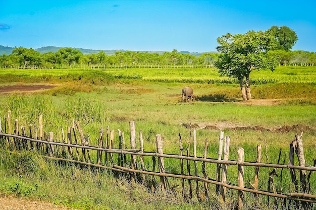 Cerca de madeira na fazenda em Sumbava