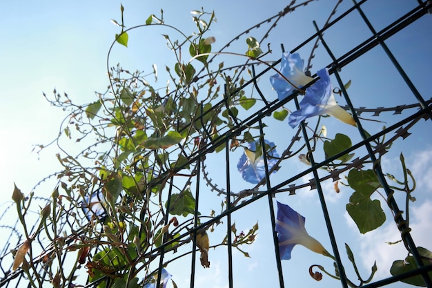 Cerca de metal e flor de glória da manhã