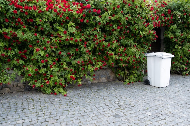 Cerca de rosas de chá vermelho. decoração de cerca de olhares indiscretos.