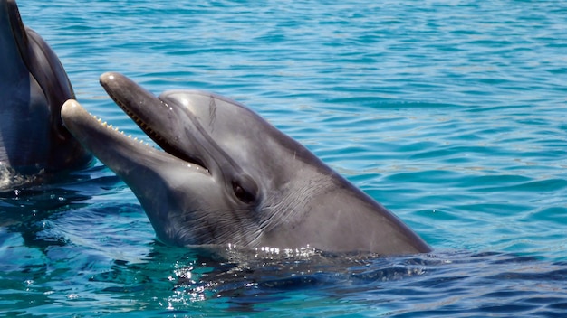 Cerca del delfín mular en el mar rojo de Israel, Eilat.