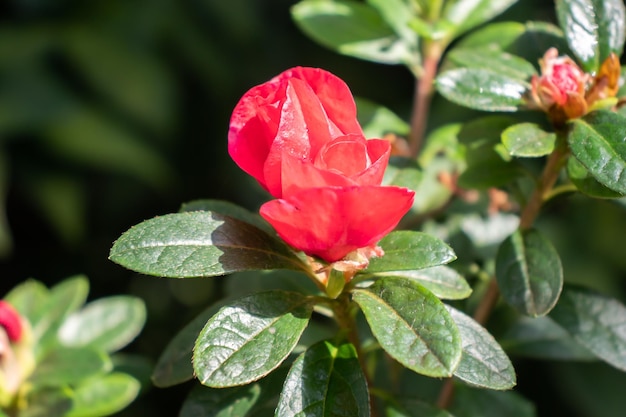 Foto cerca de los detalles de la flor roja