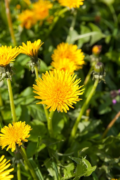 Cerca de diente de león amarillo fresco en el campo en primavera, las flores de diente de león son frescas y florecieron recientemente, plantas de maleza de diente de león