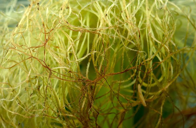 Cerca de diente de león verde y pelo de maíz amarillo natural.