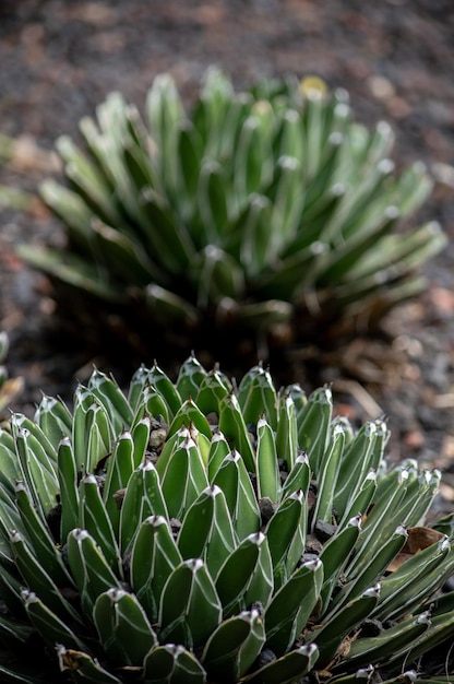 cerca de diferentes plantas y cactus en el patio Fondo y texturas