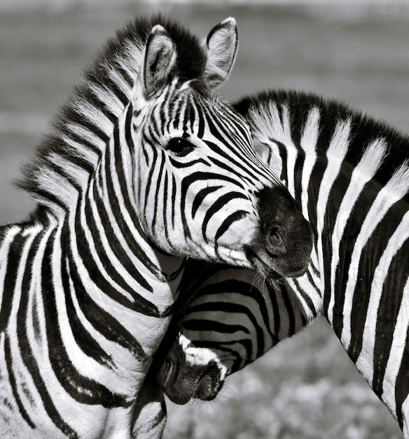 Cerca de dos cebras en blanco y negro