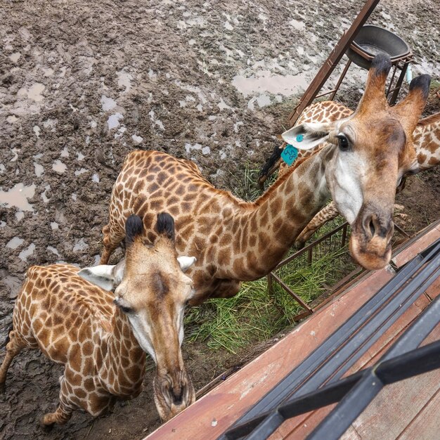 Foto cerca de dos jirafas con patrón natural marrón claro en el zoológico de safari la unión como la paternidad