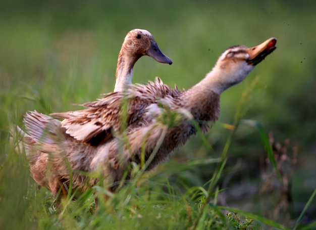 Cerca de dos patos en campo de hierba