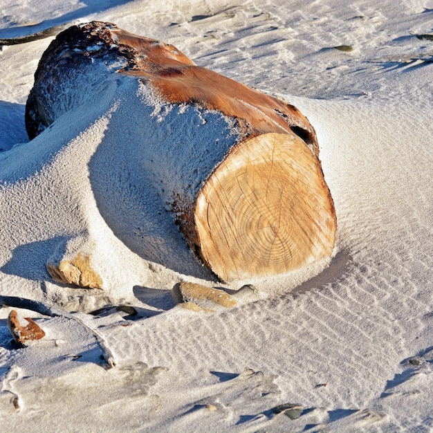 Cerca de Driftwood en la arena de la playa.