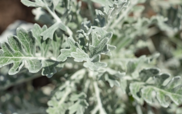 Cerca de dusty miller o hierba cana plateada