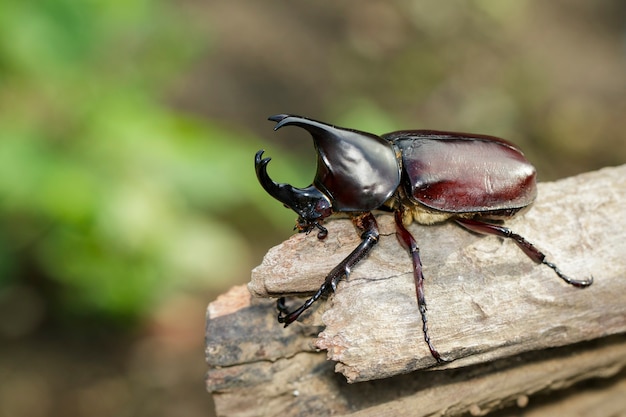 Cerca de dynastinae en la naturaleza