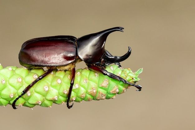 Foto cerca de dynastinae en la naturaleza